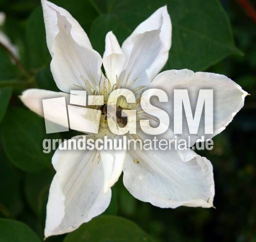 Clematis-1.jpg